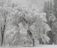 Snowy Tree
